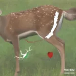 Heart and Lung Shot Placement on a Deer