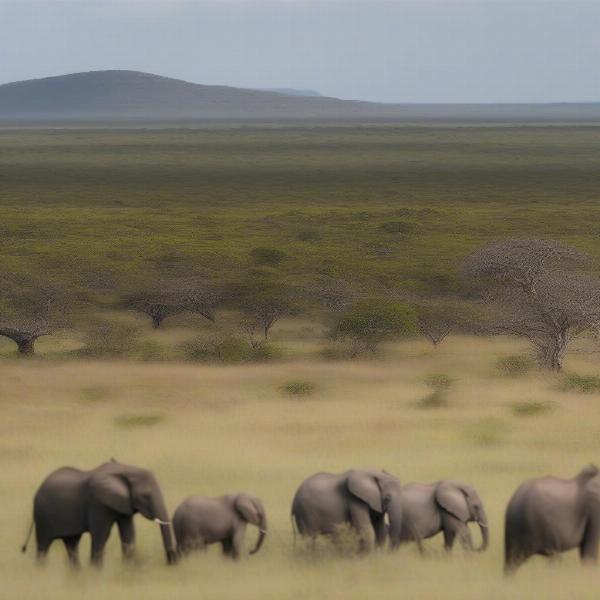 Diverse Landscape and Wildlife at Phinda Game Reserve
